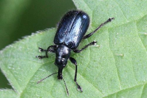 Réf. 102 001 : Lasiorhynchites sericeus