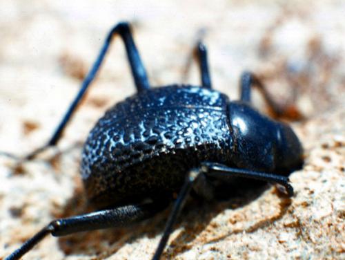 Adesmia sp.