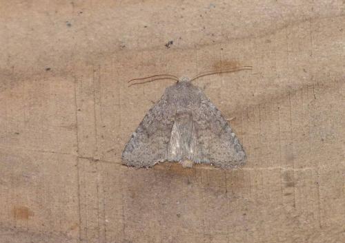 Réf. 102 399 : Conistra staudingeri