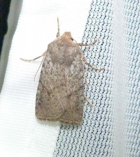 Réf. 102 401 : Conistra staudingeri
