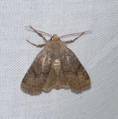 Conistra staudingeri