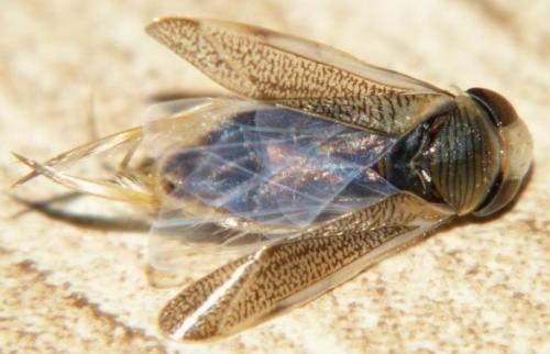 Sigara lateralis