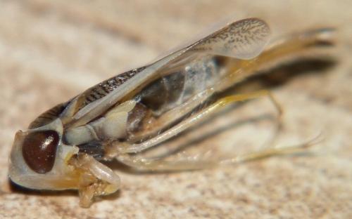 Sigara lateralis
