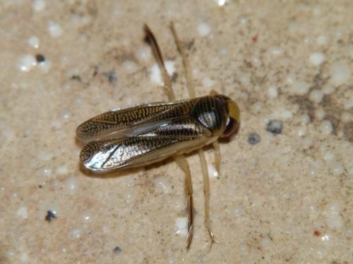Réf. 102 455 : Sigara sp.