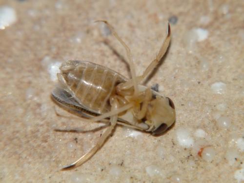 Sigara sp.