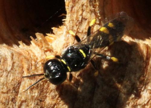Crossocerus quadrimaculatus