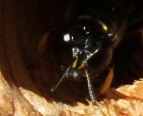 Crossocerus quadrimaculatus