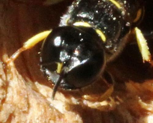 Crossocerus quadrimaculatus