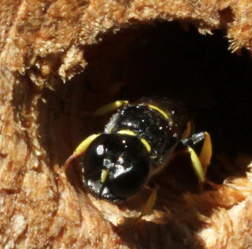 Crossocerus quadrimaculatus