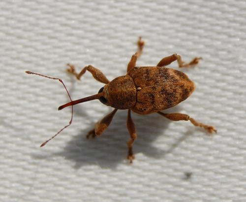 Réf. 102 339 : Curculio sp.