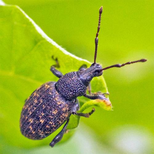Otiorhynchus sulcatus