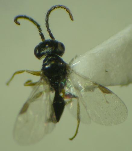 Anteon sp.