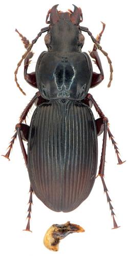 Pterostichus gallega