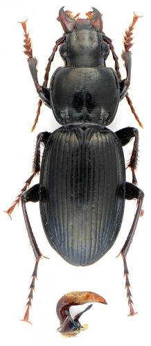 Pterostichus validus