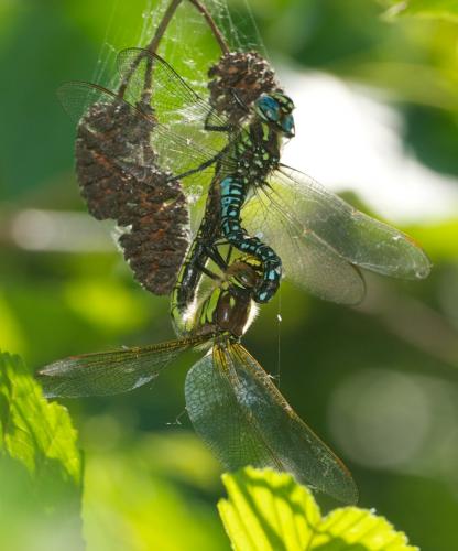 Réf. 102 615 : Brachytron pratense