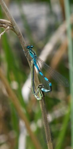 Coenagrion hastulatum