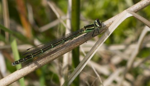 Coenagrion hastulatum
