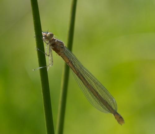 Coenagrion hastulatum