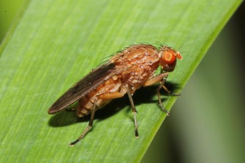 Réf. 102 466 : Suillia sp.