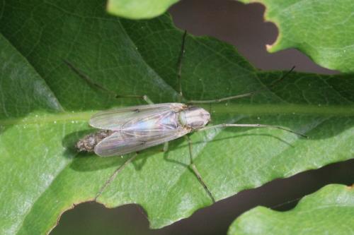 Chironomus tentans