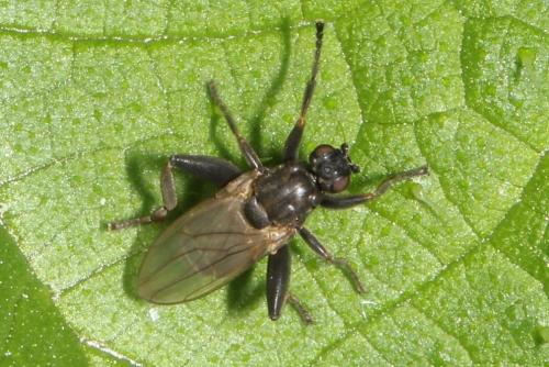 Sphaerocera curvipes