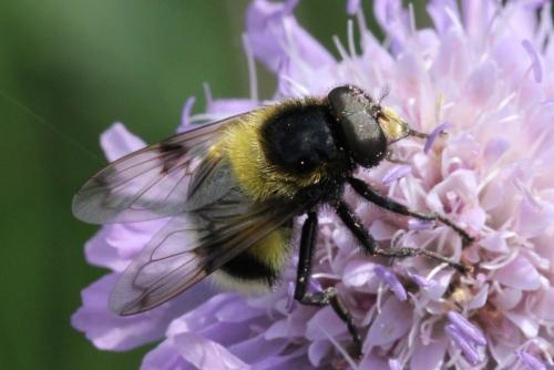 Volucella bombylans