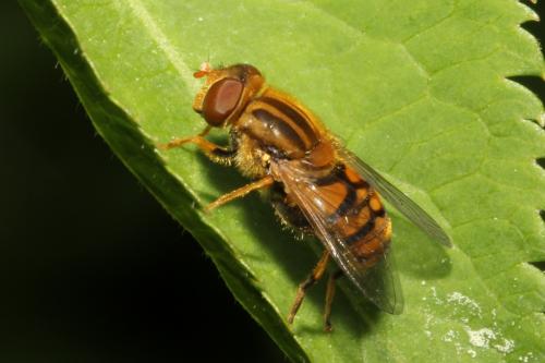 Réf. 102 536 : Parhelophilus versicolor