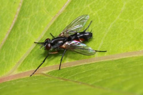 Réf. 102 747 : Mintho rufiventris