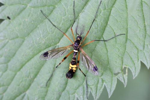 Ctenophora festiva