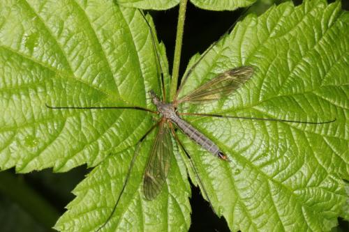 Tipula luna