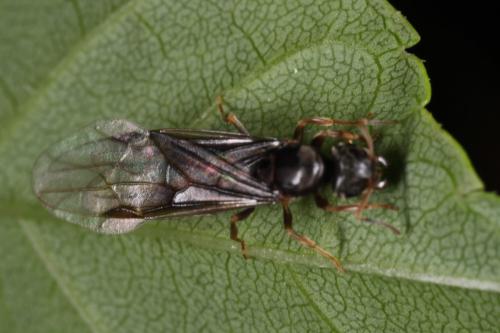 Lasius sp.