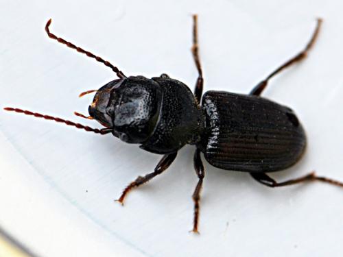 Dixus clypeatus