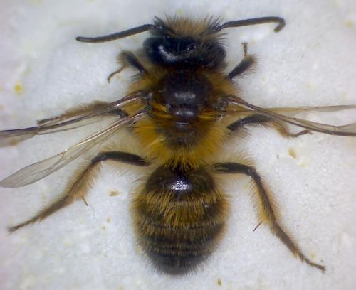 Andrena sp.