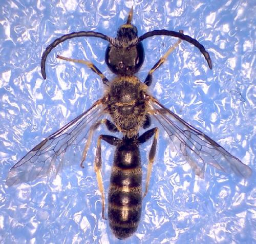 Réf. 102 881 : Lasioglossum sp.