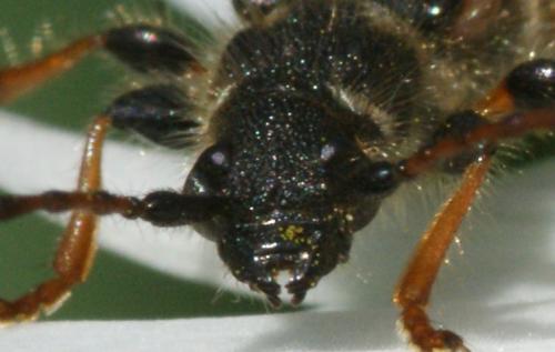 Stenopterus rufus