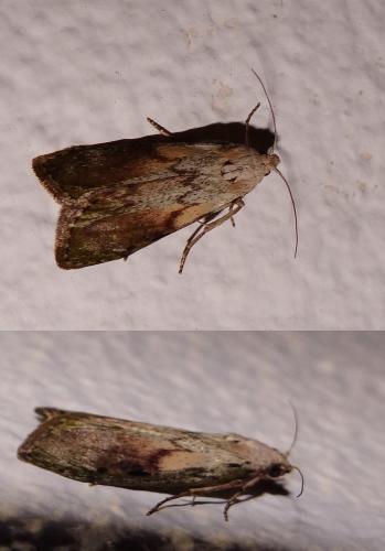 Réf. 102 477 : Aphomia sociella