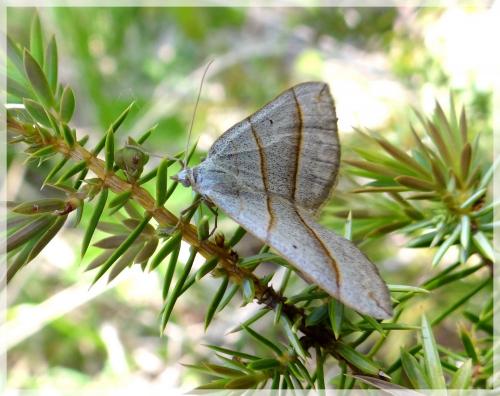 Réf. 102 651 : Scotopteryx sp.