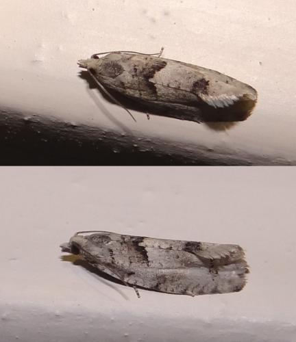 Réf. 102 561 : Epinotia bilunana