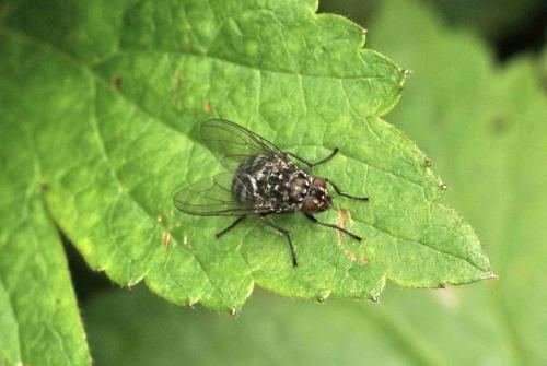 Polietes sp.