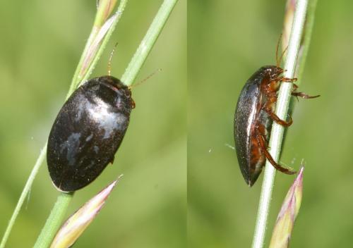 Agabus bipustulatus