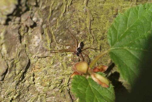 Philodromus dispar