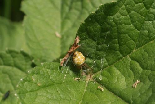 Metellina sp.