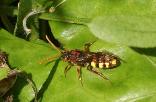 Nomada sp.