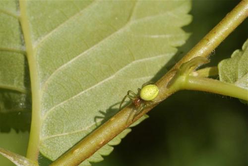 Araniella sp.