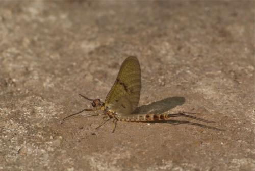 Ephemera danica