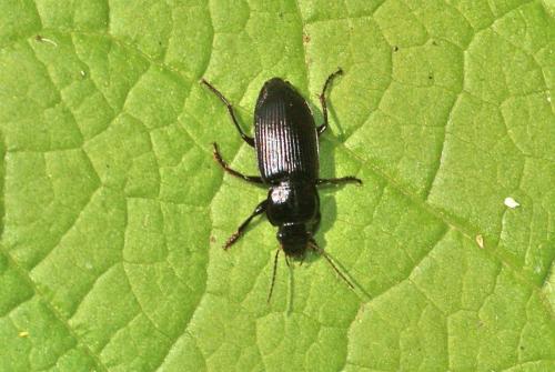 Anisodactylus binotatus