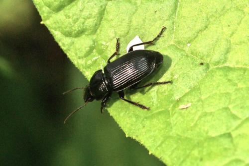 Anisodactylus binotatus