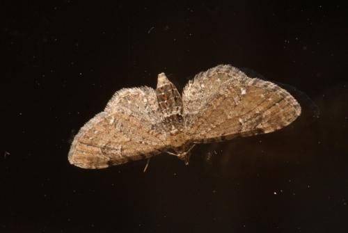 Réf. 102 550 : Eupithecia vulgata