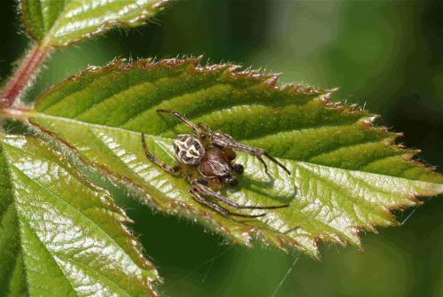 Larinioides cornutus