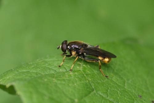 Réf. 102 968 : Xylota sylvarum